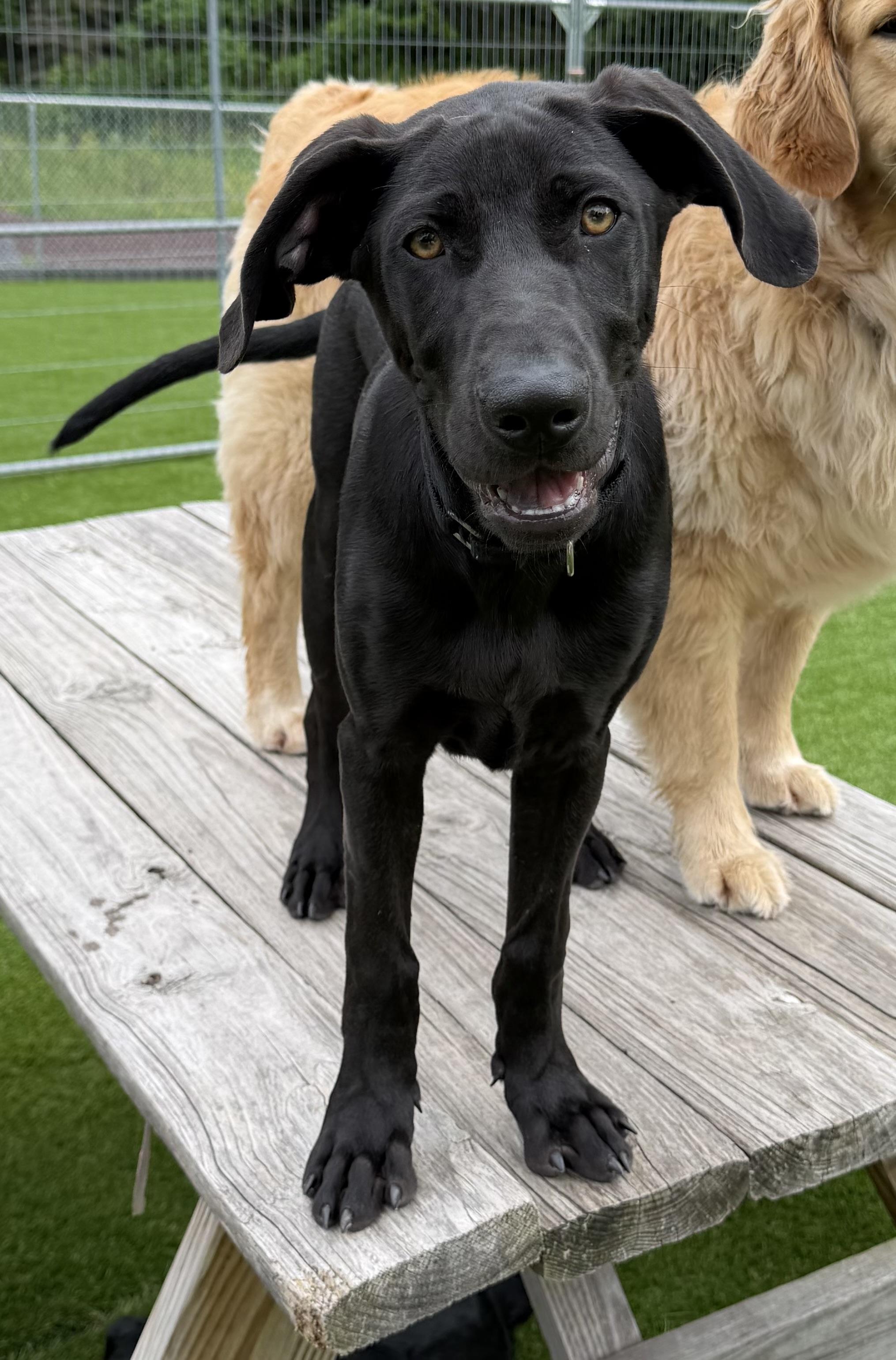 Cashew, a ADOPTABLE mixed breed in Kutztown, PA image 1/6