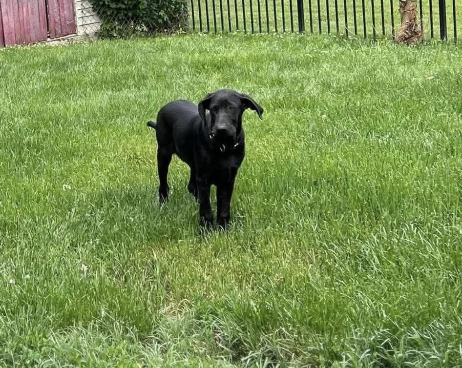 Cashew, a ADOPTABLE mixed breed in Kutztown, PA image 6/6