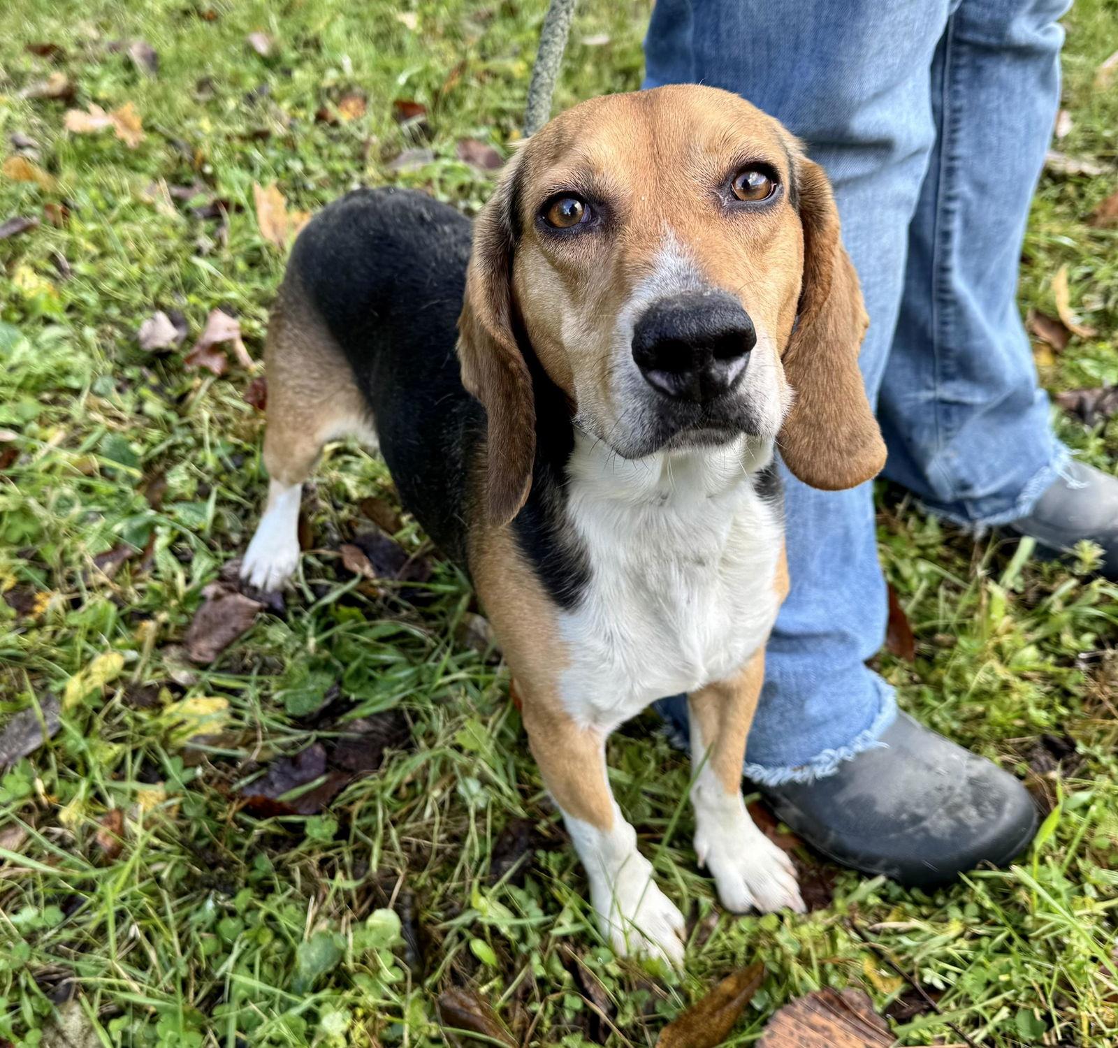 Dawson (courtesy post), Adopted, Adult Male Beagle.