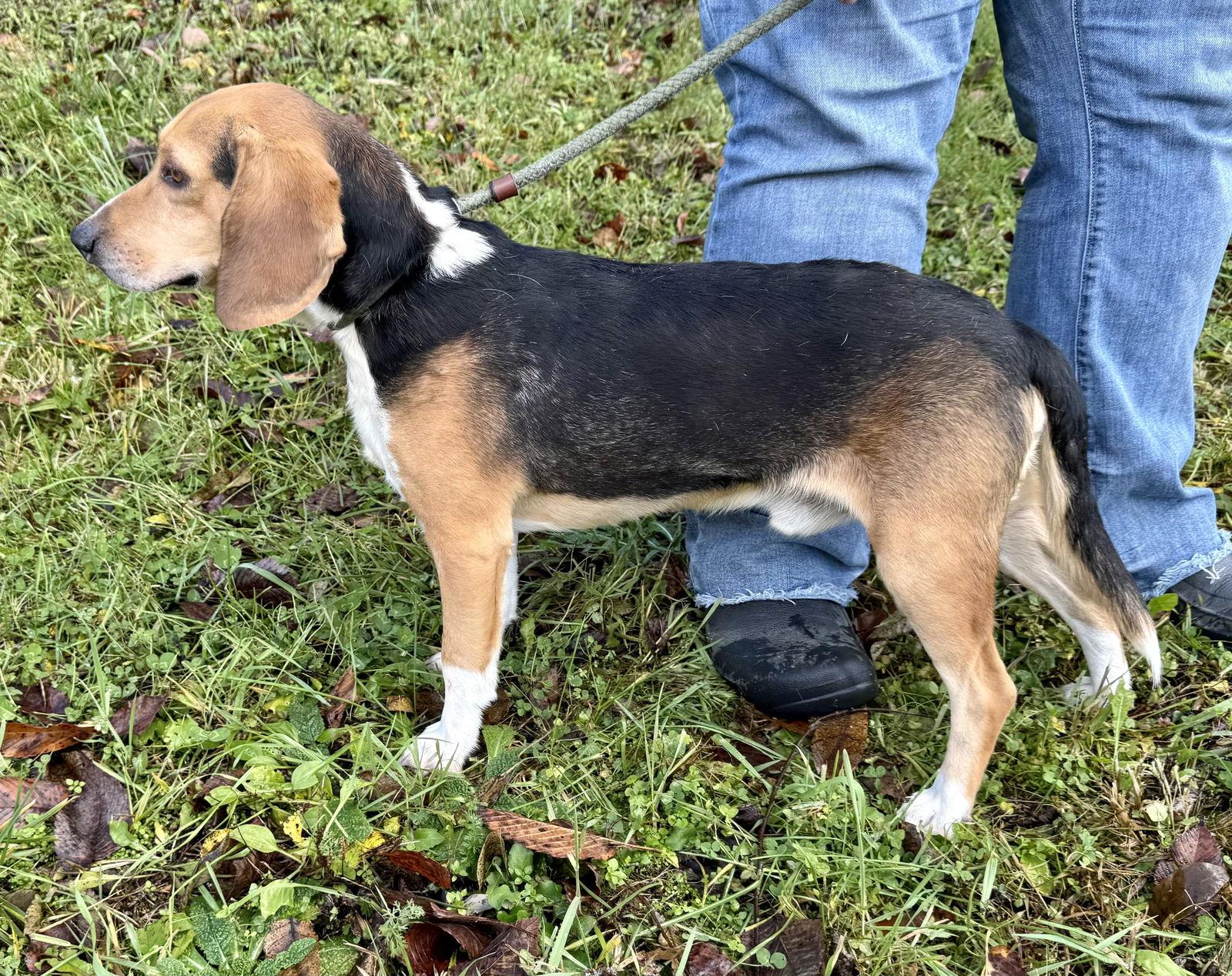 Enlarge Dawson (courtesy post), a Adopted Beagle in Pittsburgh, PA image 2/3