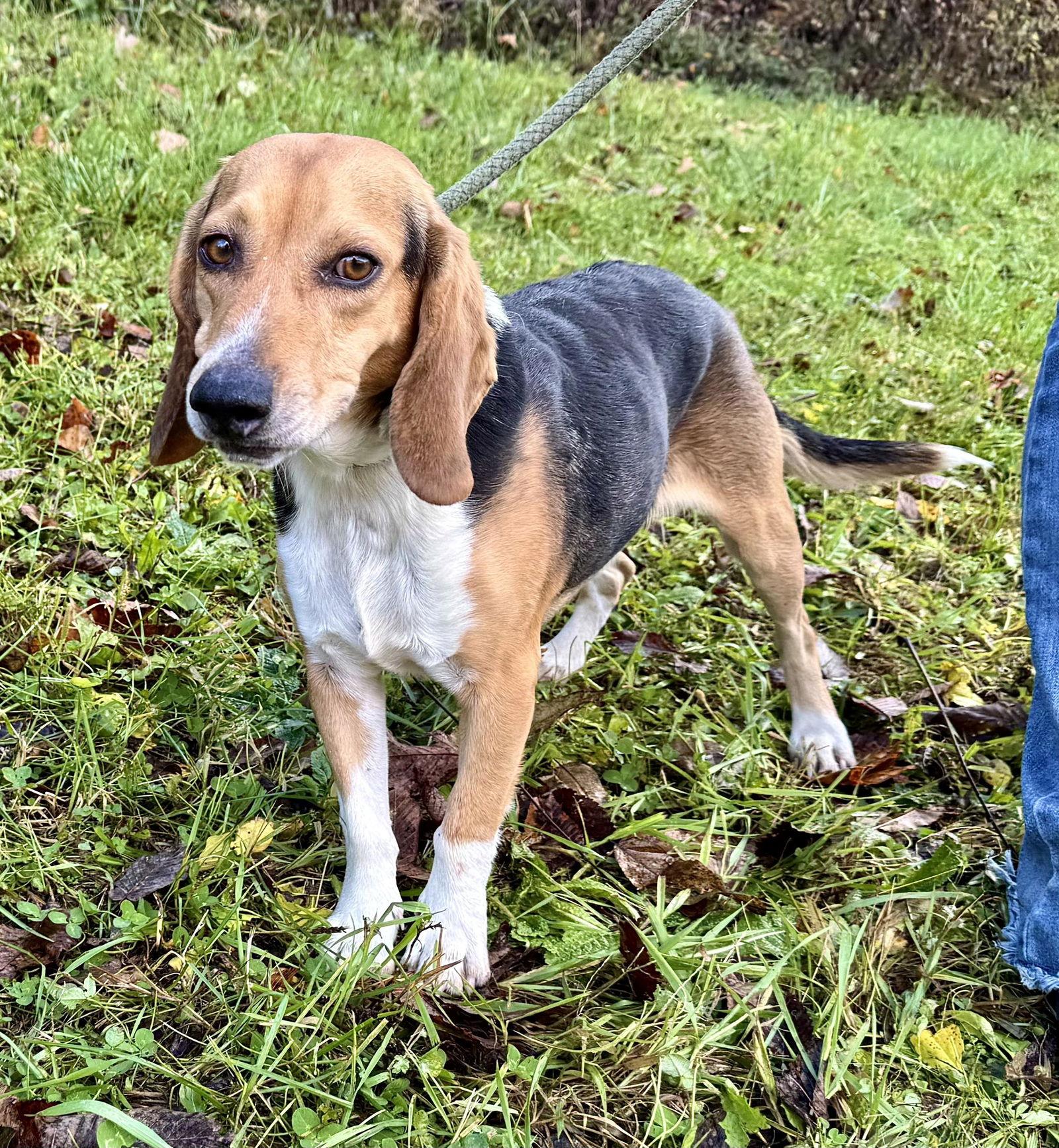 Enlarge Dawson (courtesy post), a Adopted Beagle in Pittsburgh, PA image 3/3