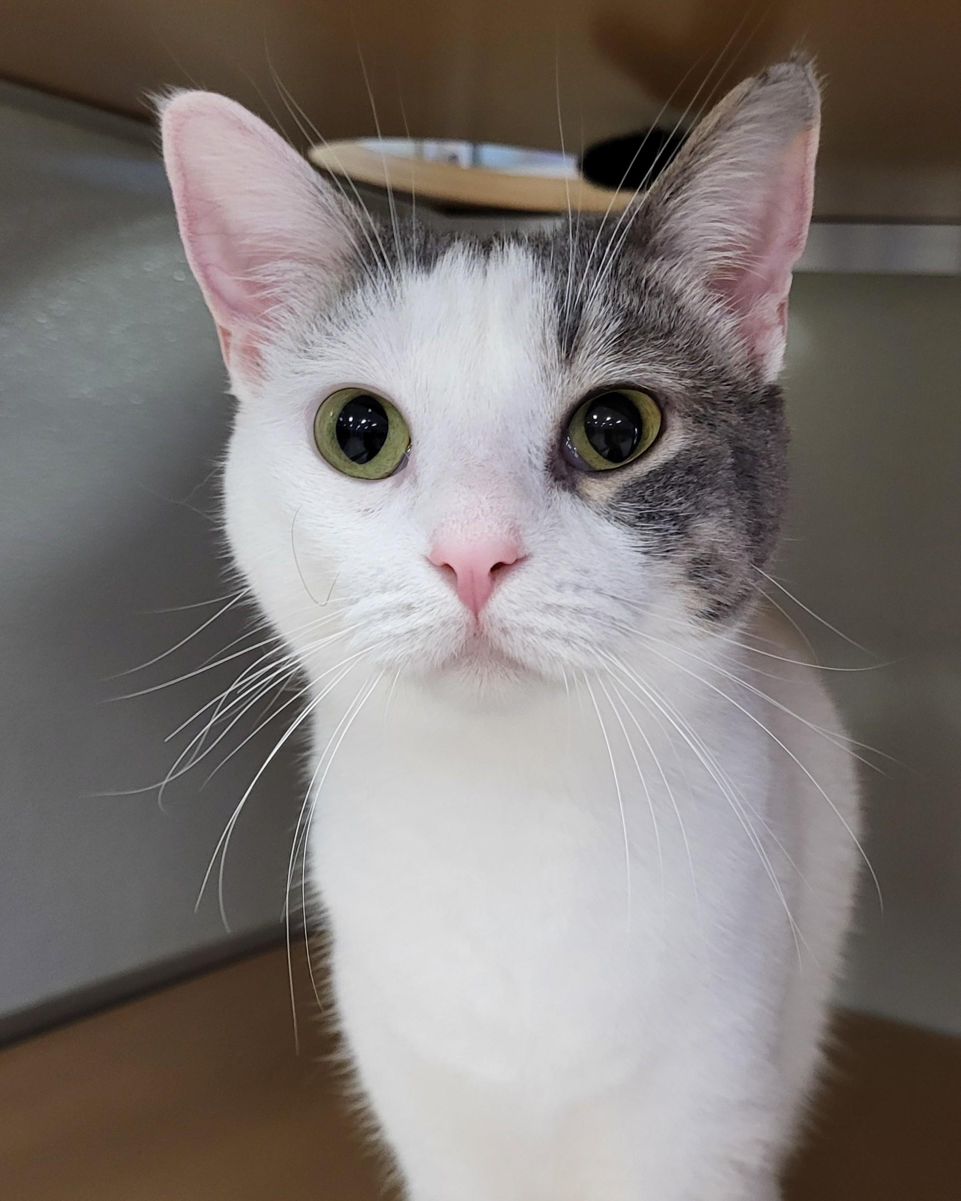 Zillah, Adult Female Domestic Short Hair