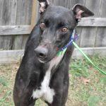 BARKATTHEMOON, Adoptable, Adult Male Greyhound.
