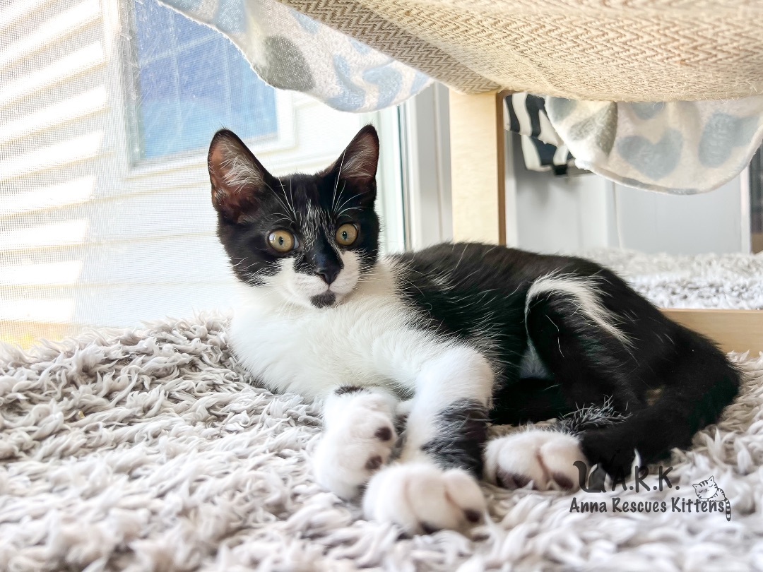 Enlarge Anakin Skywalker , a Adopted Domestic Short Hair in Providence Forge, VA image 2/8