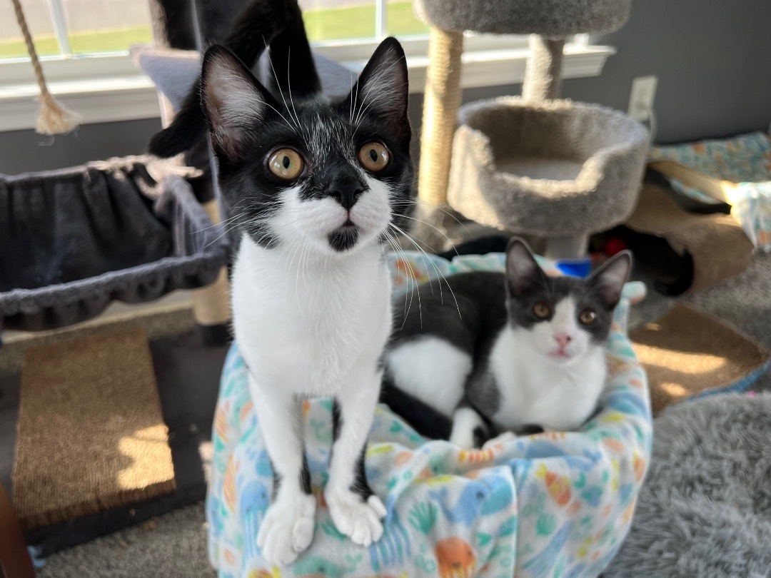 Enlarge Anakin Skywalker , a Adopted Domestic Short Hair in Providence Forge, VA image 3/8