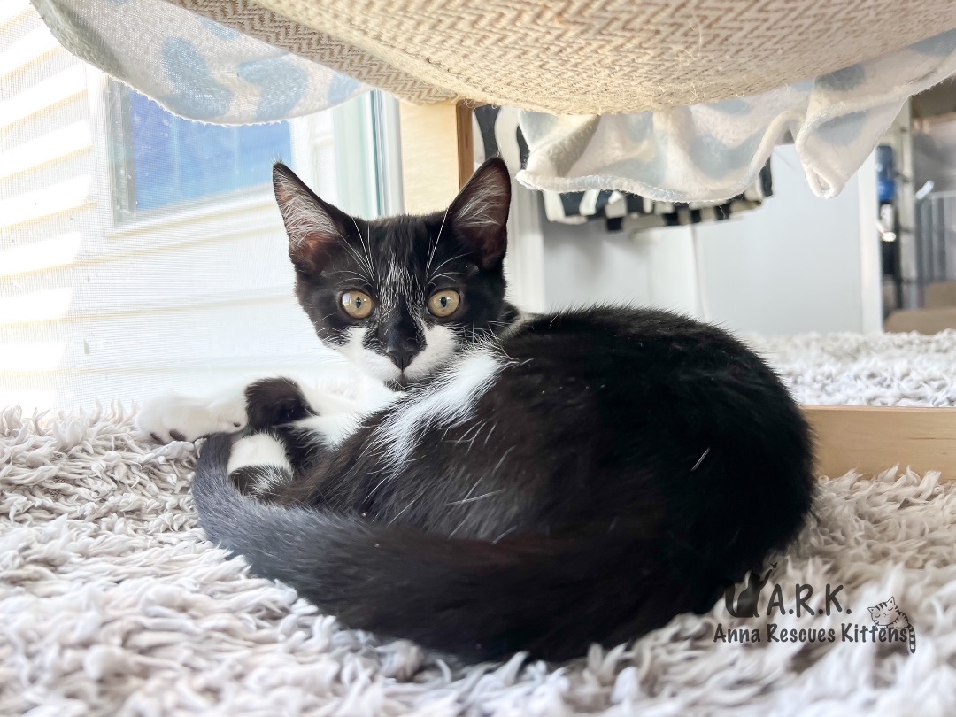 Enlarge Anakin Skywalker , a Adopted Domestic Short Hair in Providence Forge, VA image 4/8