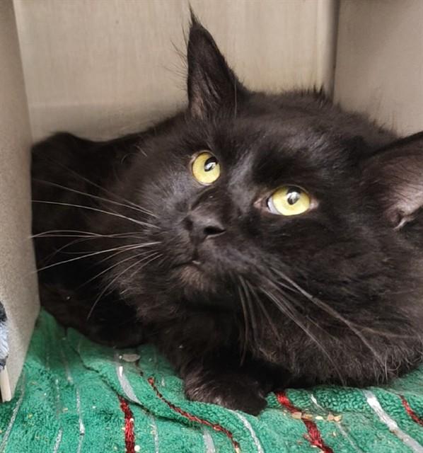 KLAUS, Adoptable, Adult Male Domestic Long Hair & Domestic Short Hair.