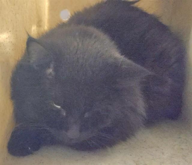 Enlarge KLAUS, a Adoptable mixed breed in Anchorage, AK image 1/1