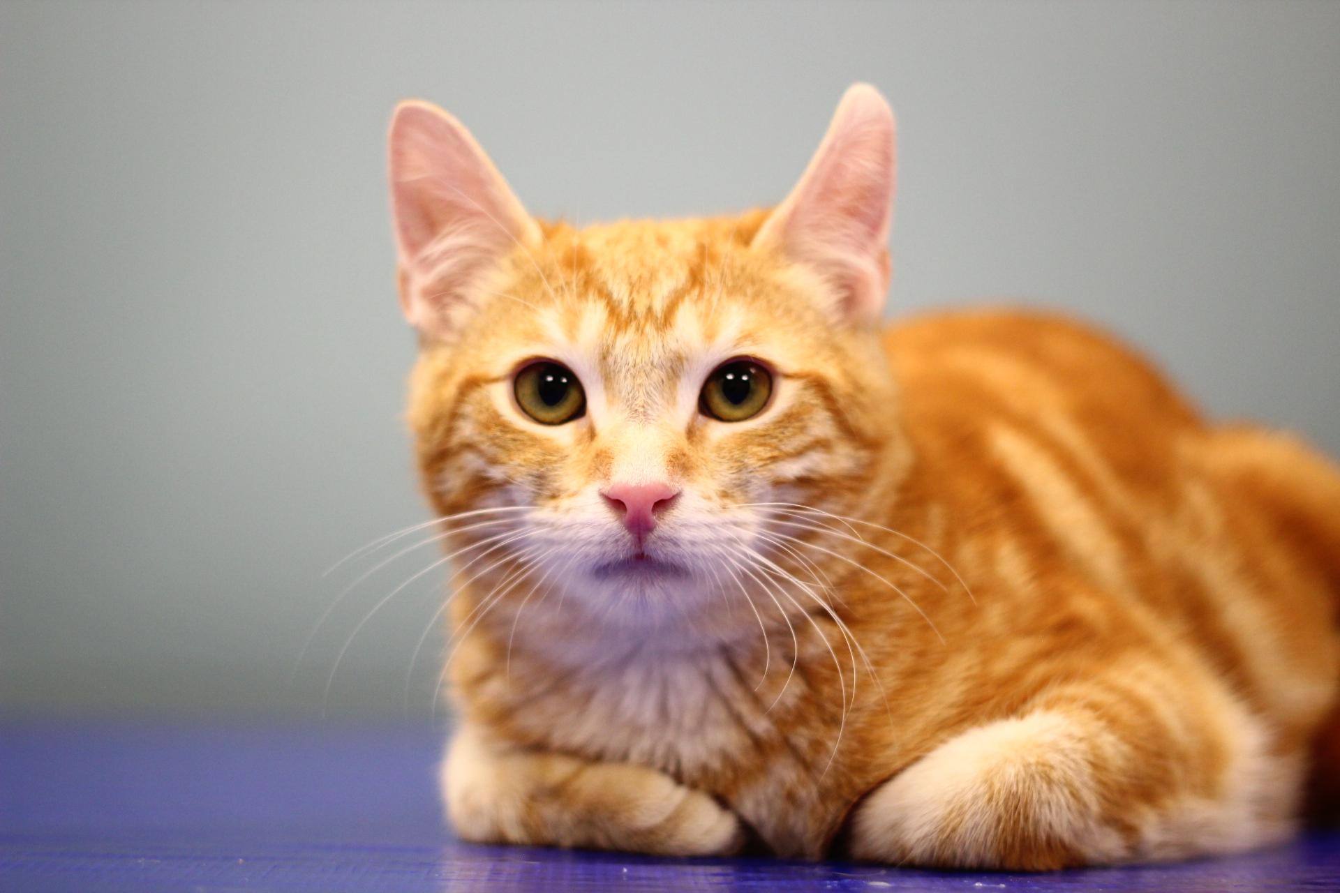 Enlarge Colby, a Adopted Domestic Short Hair in Toledo, OH image 2/3