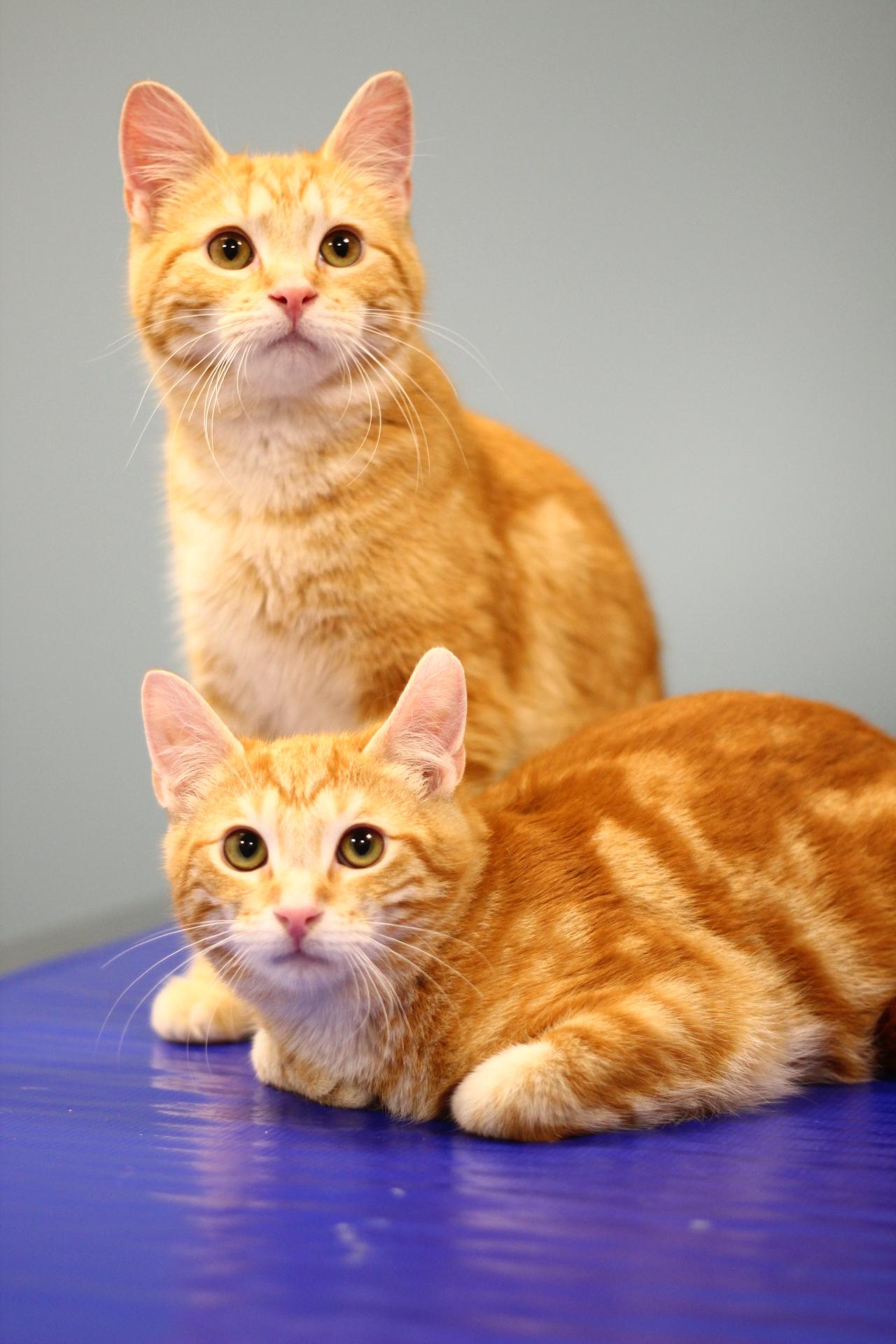 Enlarge Colby, a Adopted Domestic Short Hair in Toledo, OH image 3/3