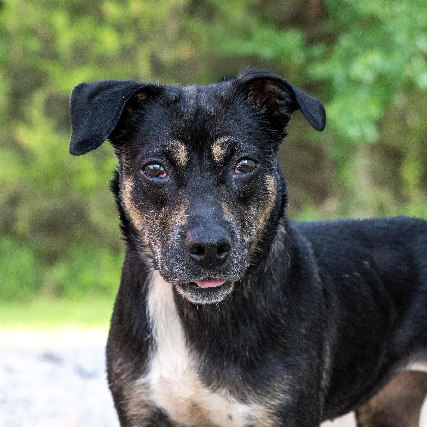 Annabelle, an adopted mixed breed in Lebanon, TN image 1/6