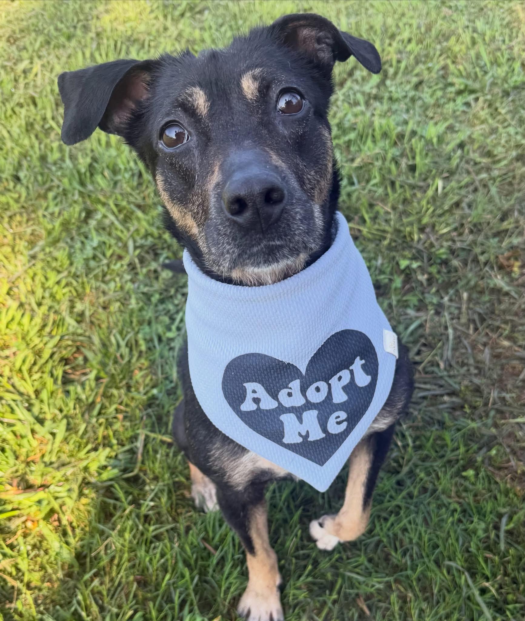 Annabelle, a ADOPTABLE mixed breed in Lebanon, TN image 2/3