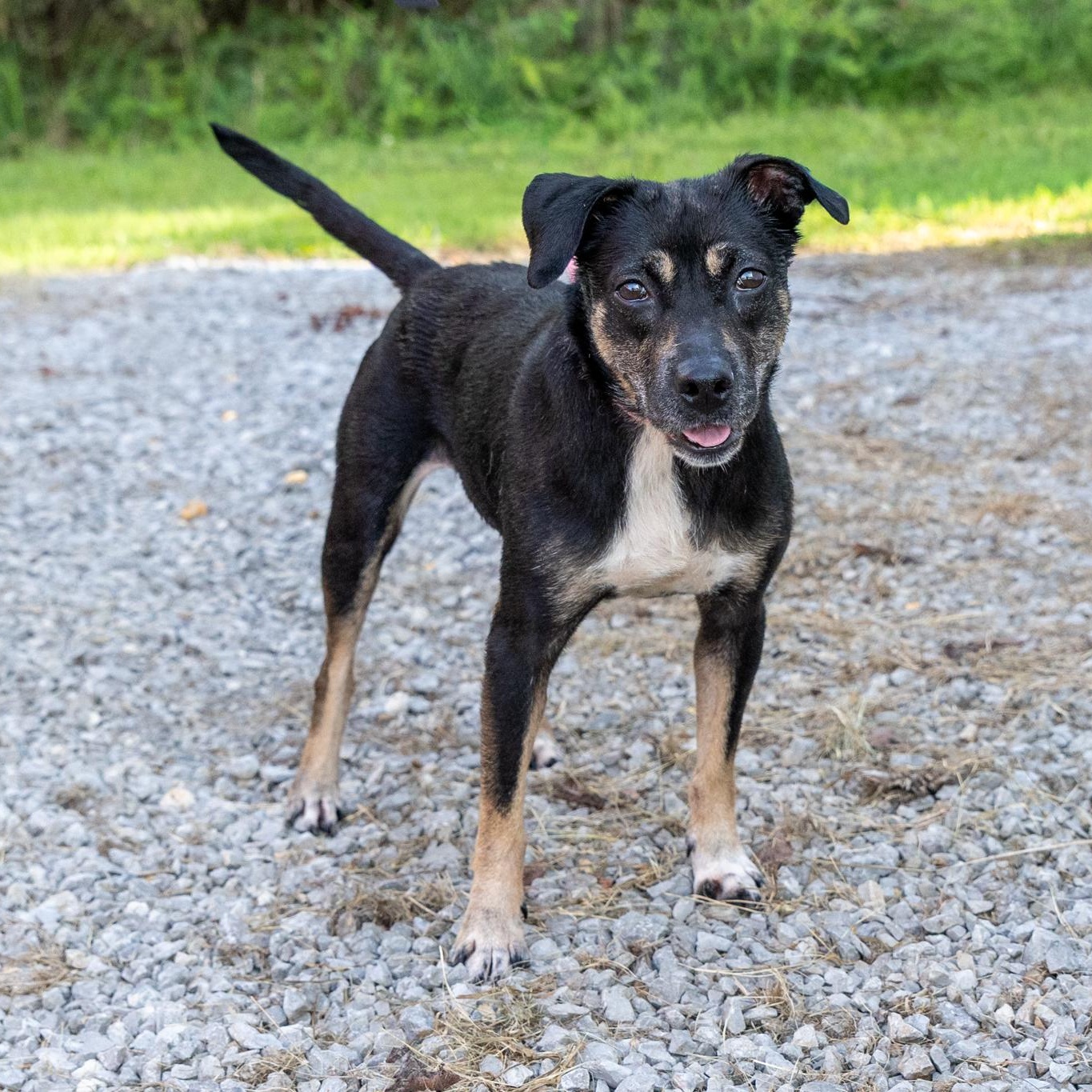 Annabelle, an adopted mixed breed in Lebanon, TN image 2/6