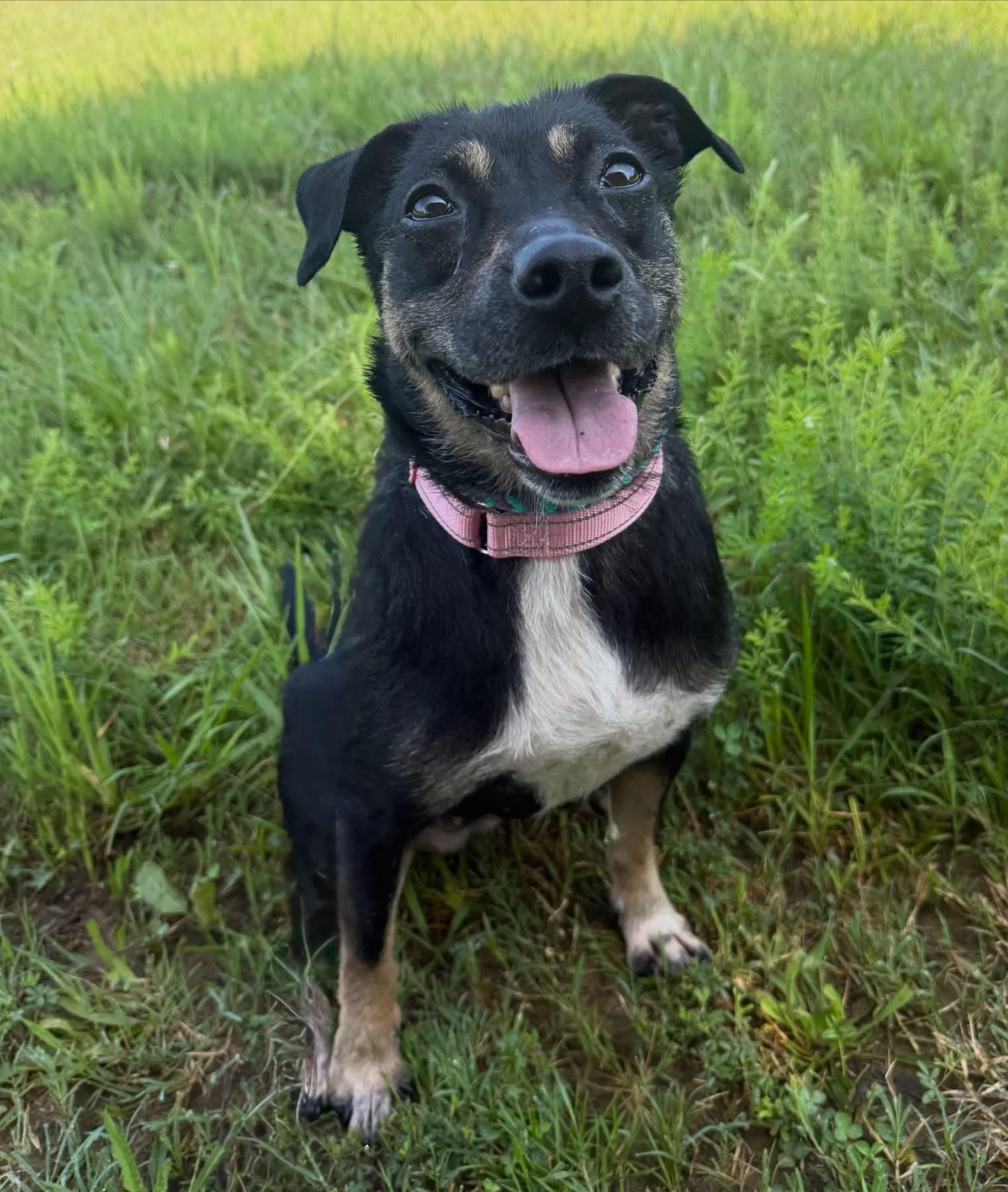 Annabelle, ADOPTABLE, Adult Female Hound.