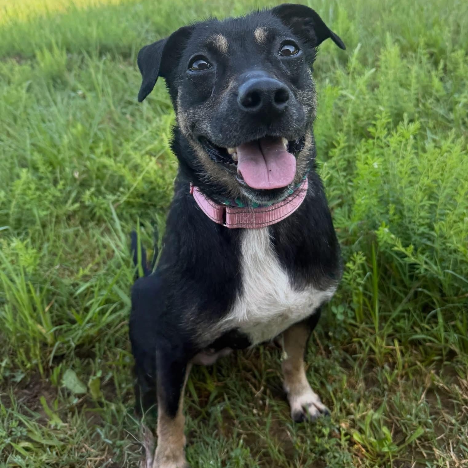 Annabelle, an adopted mixed breed in Lebanon, TN image 5/6