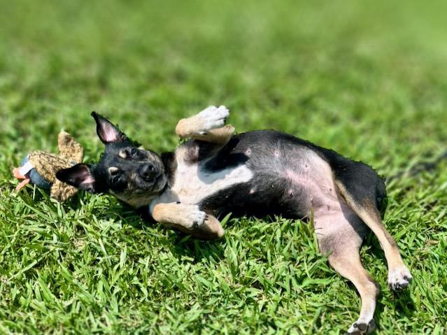 Annabelle, an adopted mixed breed in Lebanon, TN image 6/6