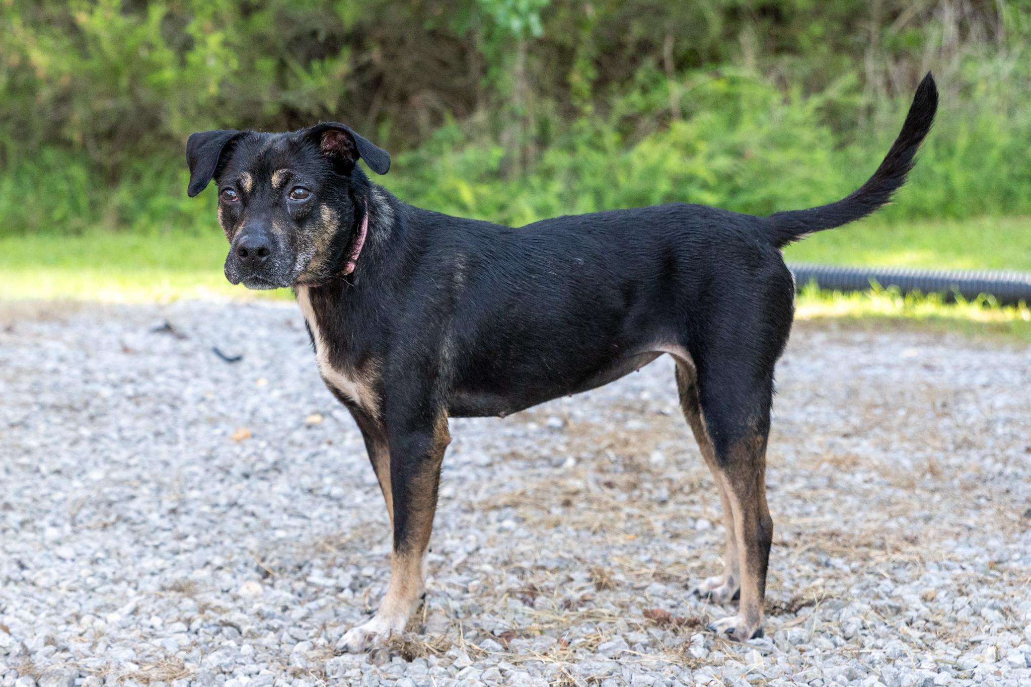 Annabelle, an adopted mixed breed in Lebanon, TN image 3/6