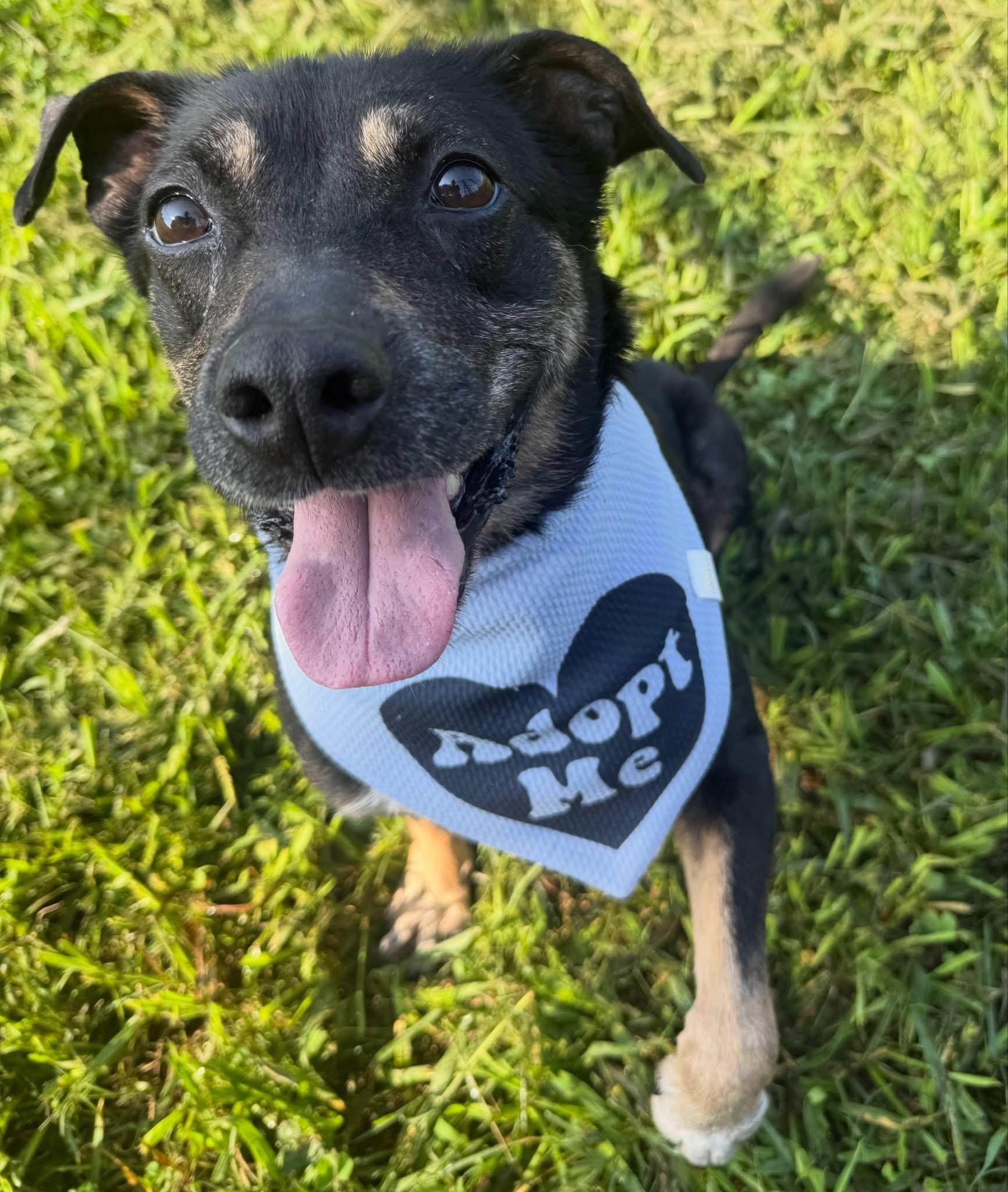 Annabelle, a ADOPTABLE mixed breed in Lebanon, TN image 3/3