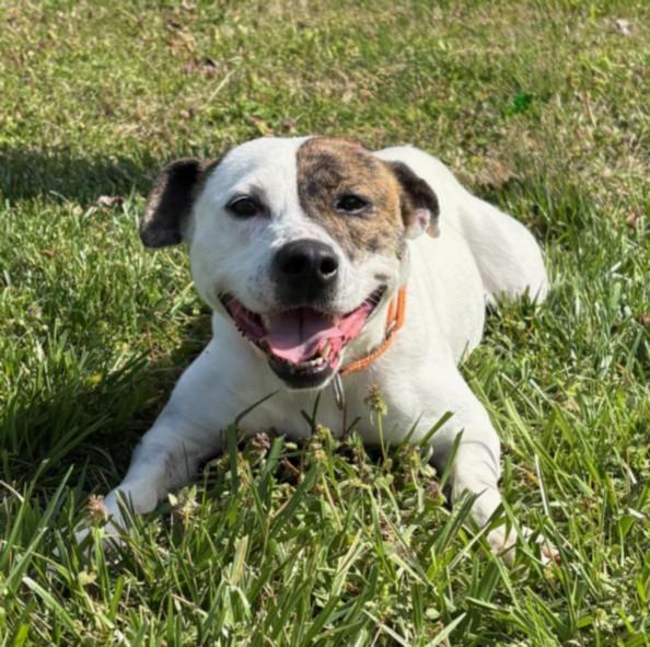 Enlarge GRISI, a Adoptable mixed breed in Cookeville, TN image 1/1