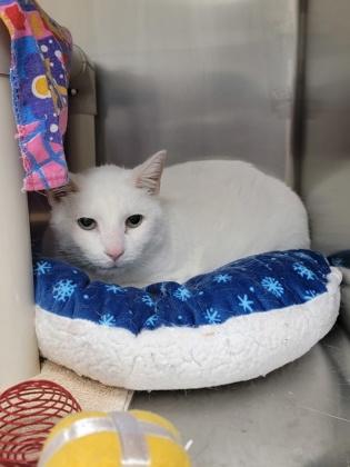 Bo, Adoptable, Senior Male Domestic Short Hair & Domestic Short Hair.