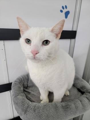 Bo, Adoptable, Senior Male Domestic Short Hair & Domestic Short Hair.