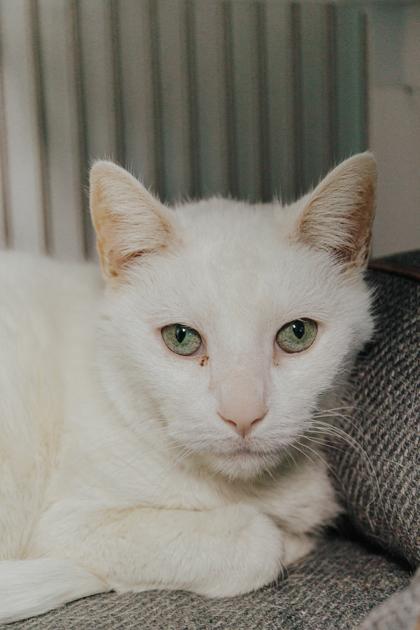 Enlarge Bo, a Adoptable mixed breed in Elmira, NY image 2/2