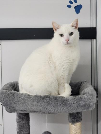 Bo, a Adoptable mixed breed in Elmira, NY image 3/3