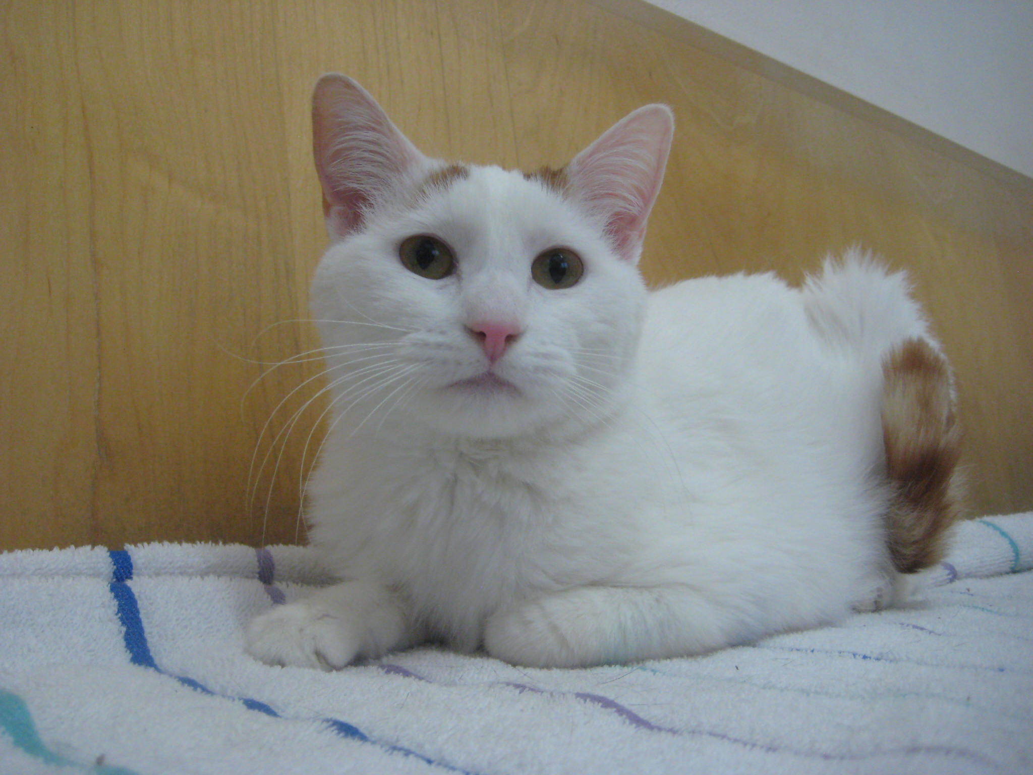 Enlarge Pumpkin, a Adoptable Domestic Short Hair in Upland, CA image 1/1