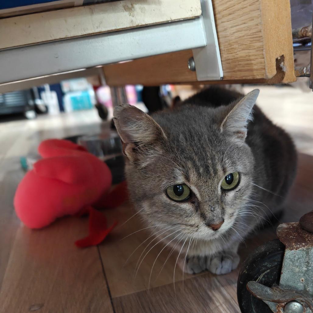 Enlarge Clara, a Adoptable American Shorthair in New Orleans, LA image 1/1