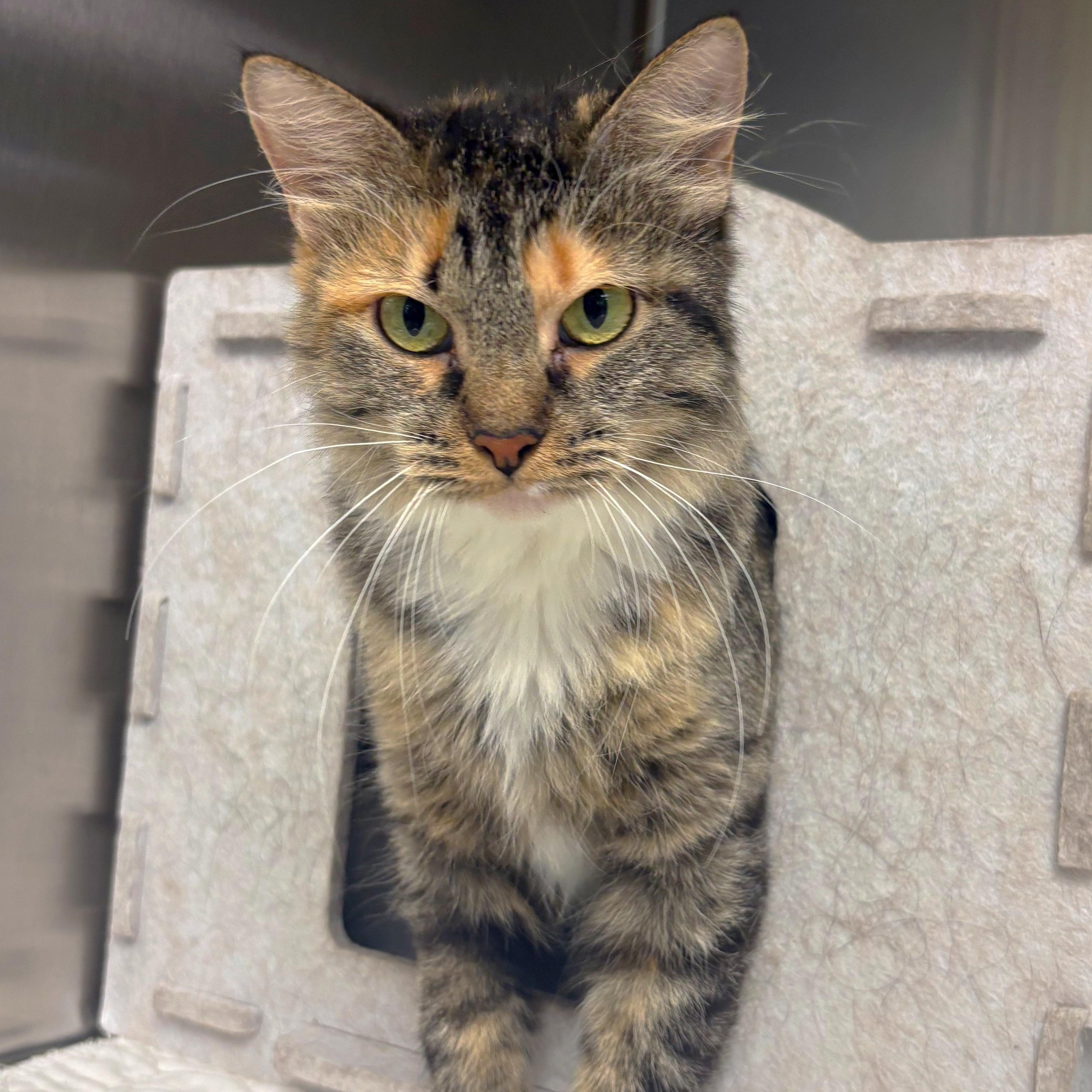 Zelda, Adoptable, Adult Female Domestic Medium Hair.