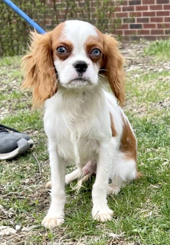 Enlarge Dustin, a Adoptable Cavalier King Charles Spaniel in Lincolnwood, IL image 2/6