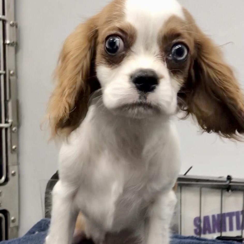 Enlarge Dustin, a Adoptable Cavalier King Charles Spaniel in Lincolnwood, IL image 4/6