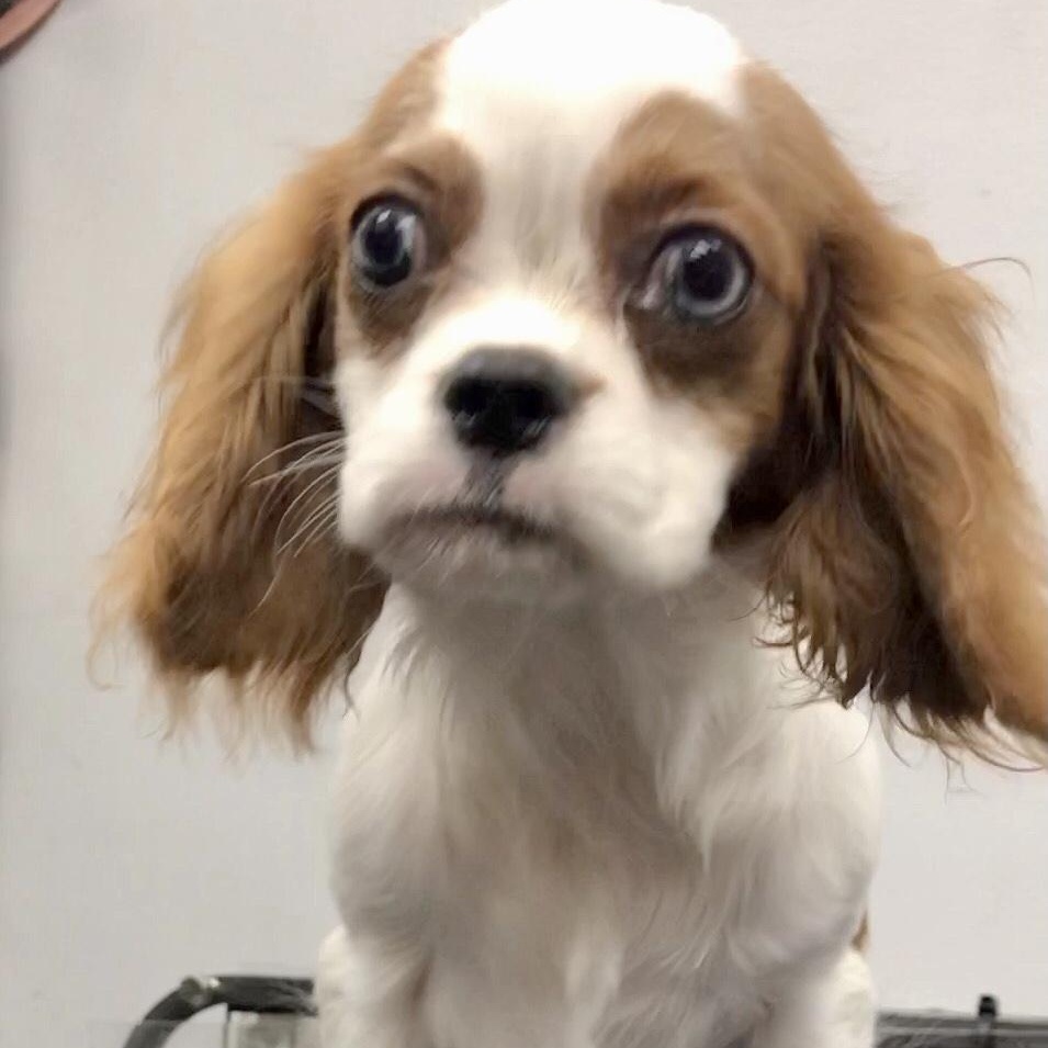 Enlarge Dustin, a Adoptable Cavalier King Charles Spaniel in Lincolnwood, IL image 3/6