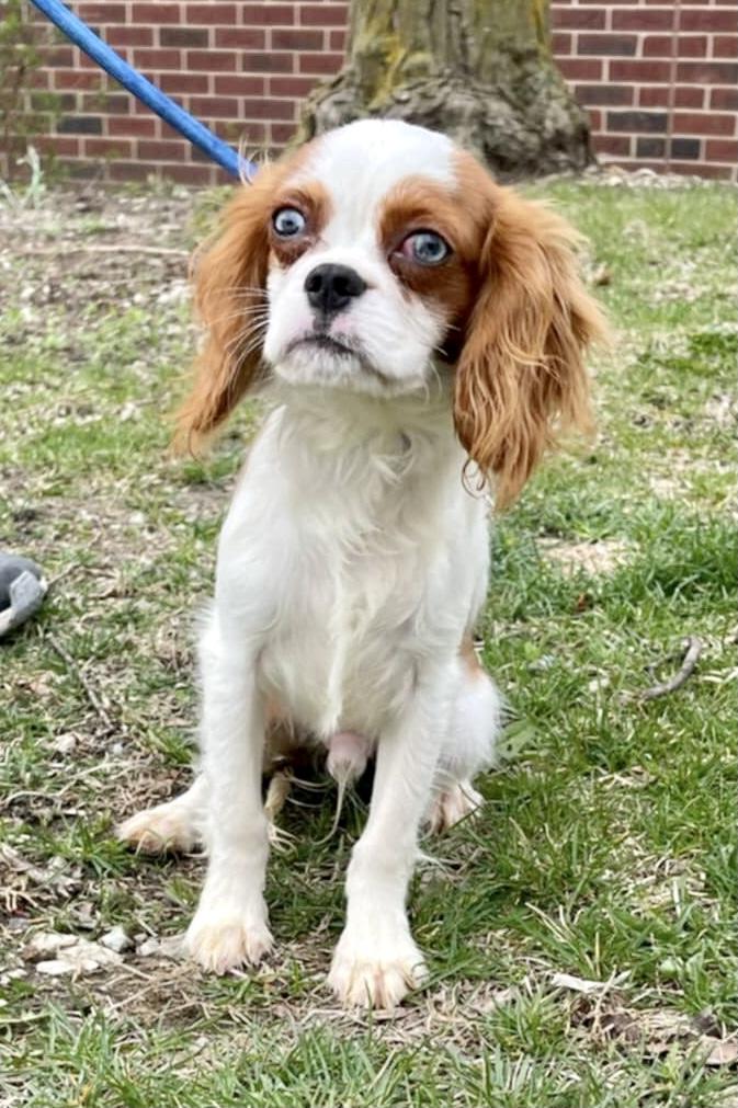 Enlarge Dustin, a Adoptable Cavalier King Charles Spaniel in Lincolnwood, IL image 5/6