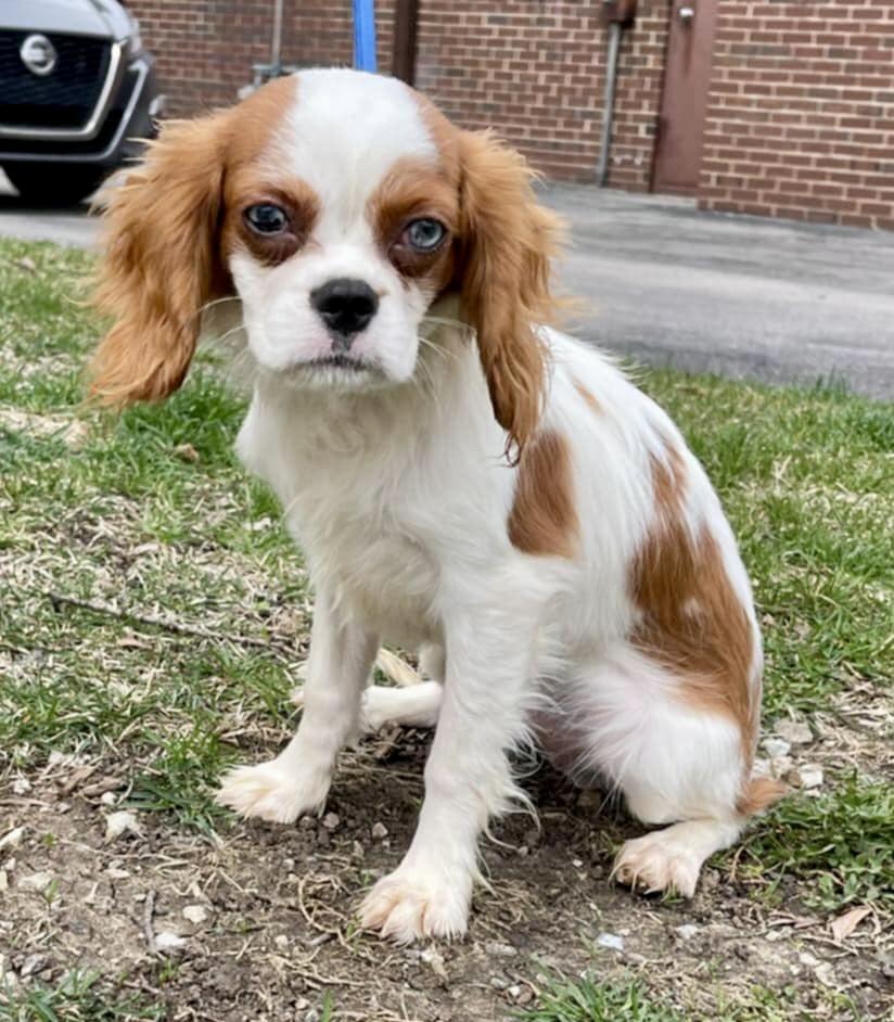 Enlarge Dustin, a Adoptable Cavalier King Charles Spaniel in Lincolnwood, IL image 1/6