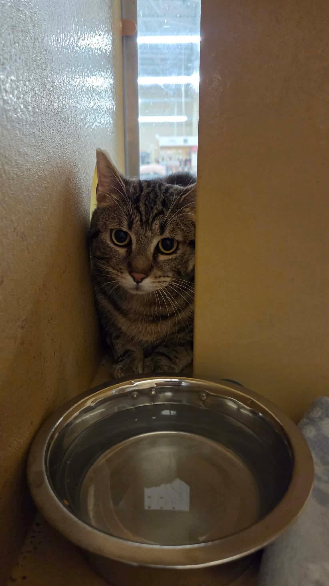 Nacho, a Adoptable mixed breed in Gladstone, OR image 2/5