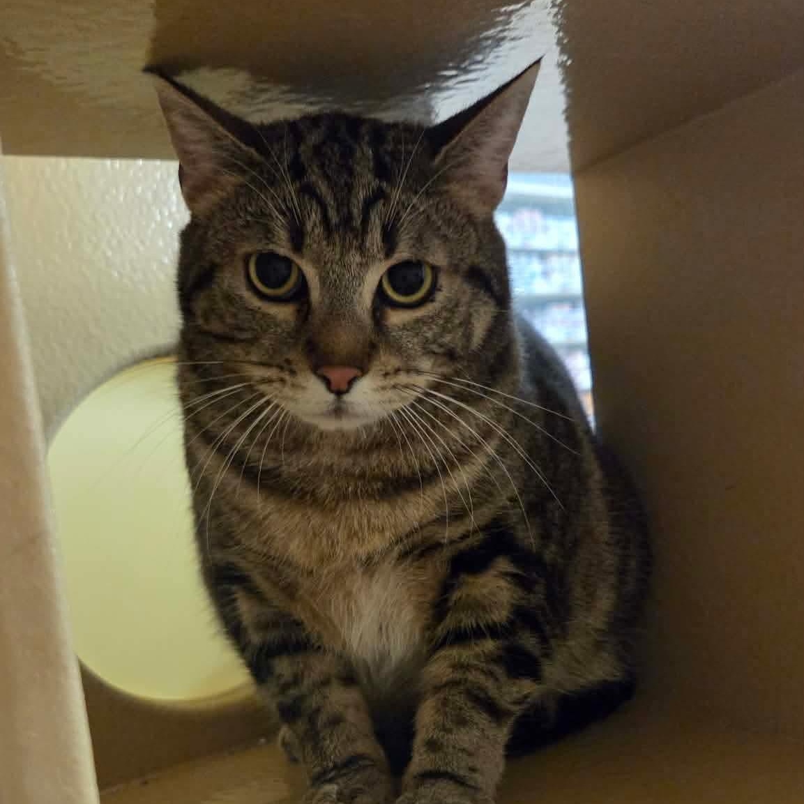 Nacho, a Adoptable mixed breed in Gladstone, OR image 1/5