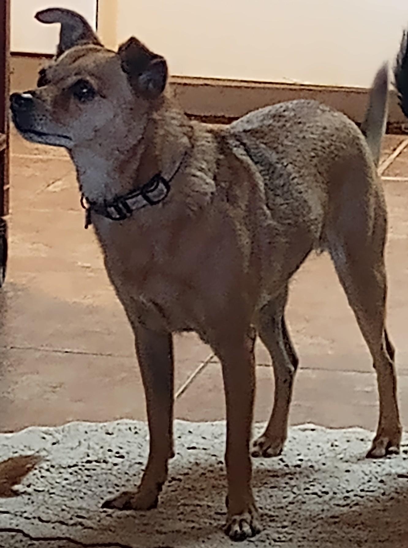 Amber & Petey, a Adoptable Chihuahua in Albuquerque, NM image 3/3