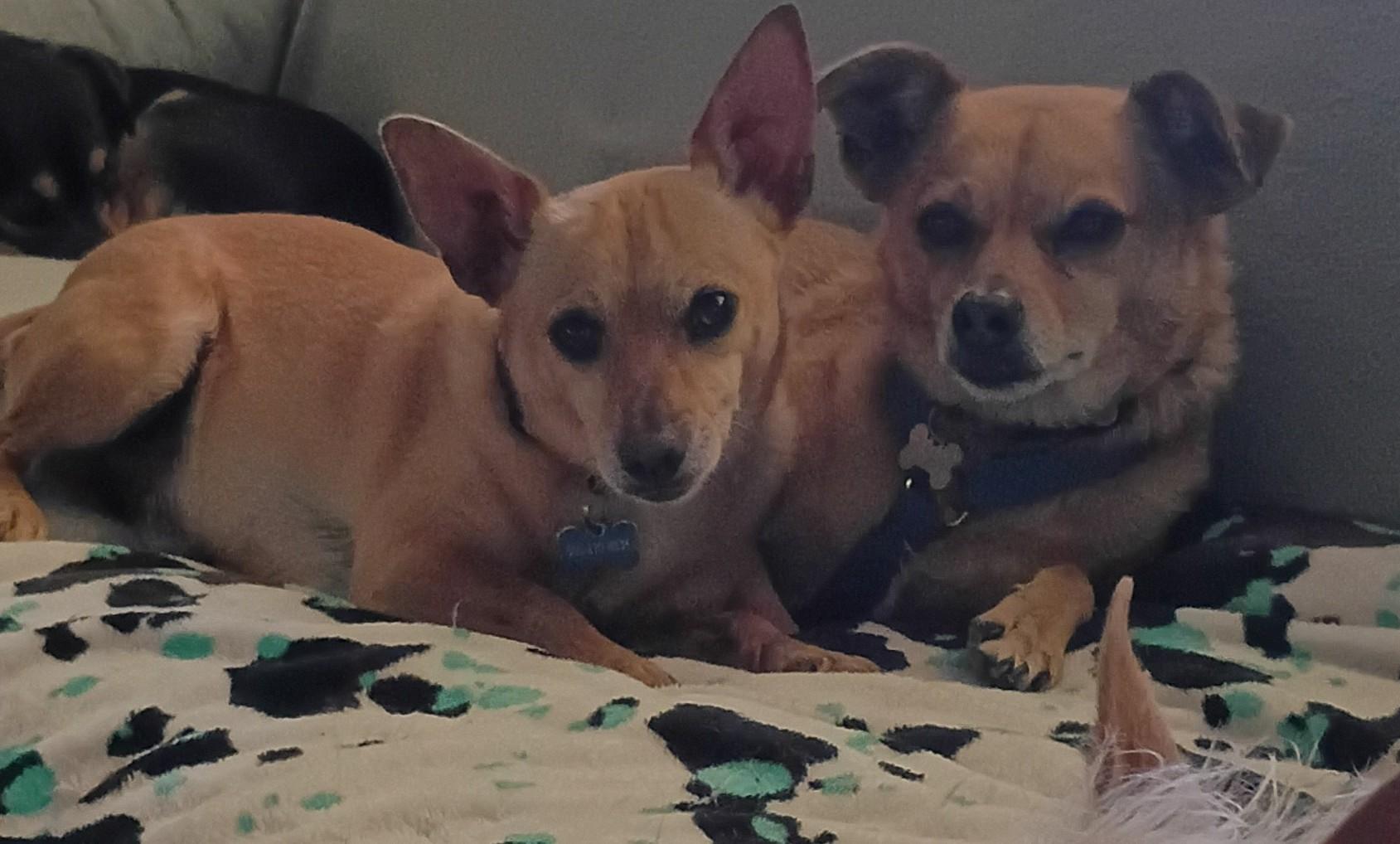 Amber & Petey, a Adoptable Chihuahua in Albuquerque, NM image 1/3