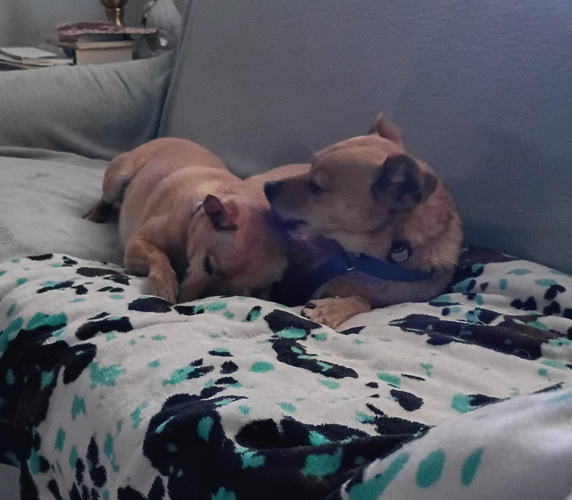 Amber & Petey, a Adoptable Chihuahua in Albuquerque, NM image 2/3