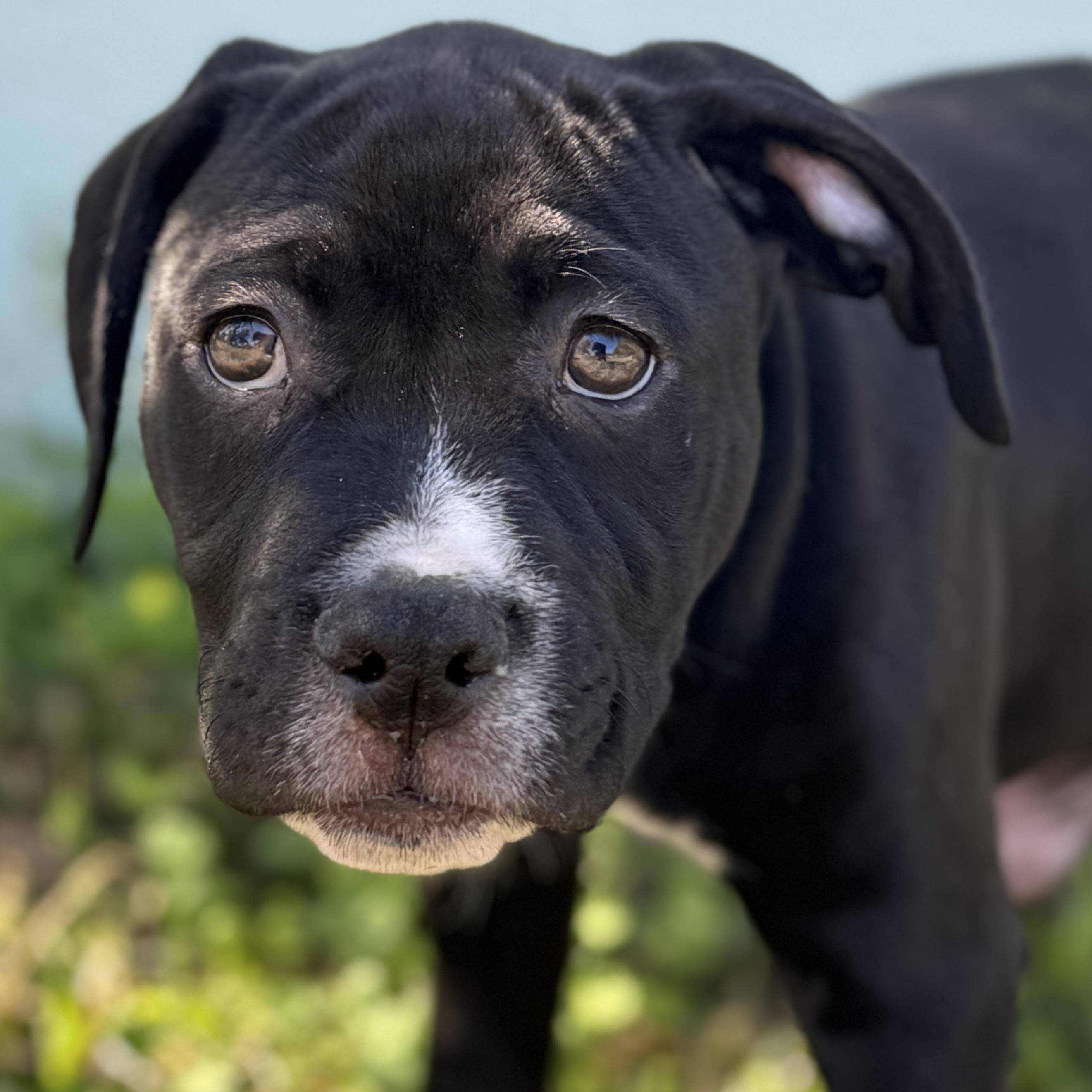 Kendrick, ADOPTABLE, Puppy Male American Staffordshire Terrier & Pit Bull Terrier.