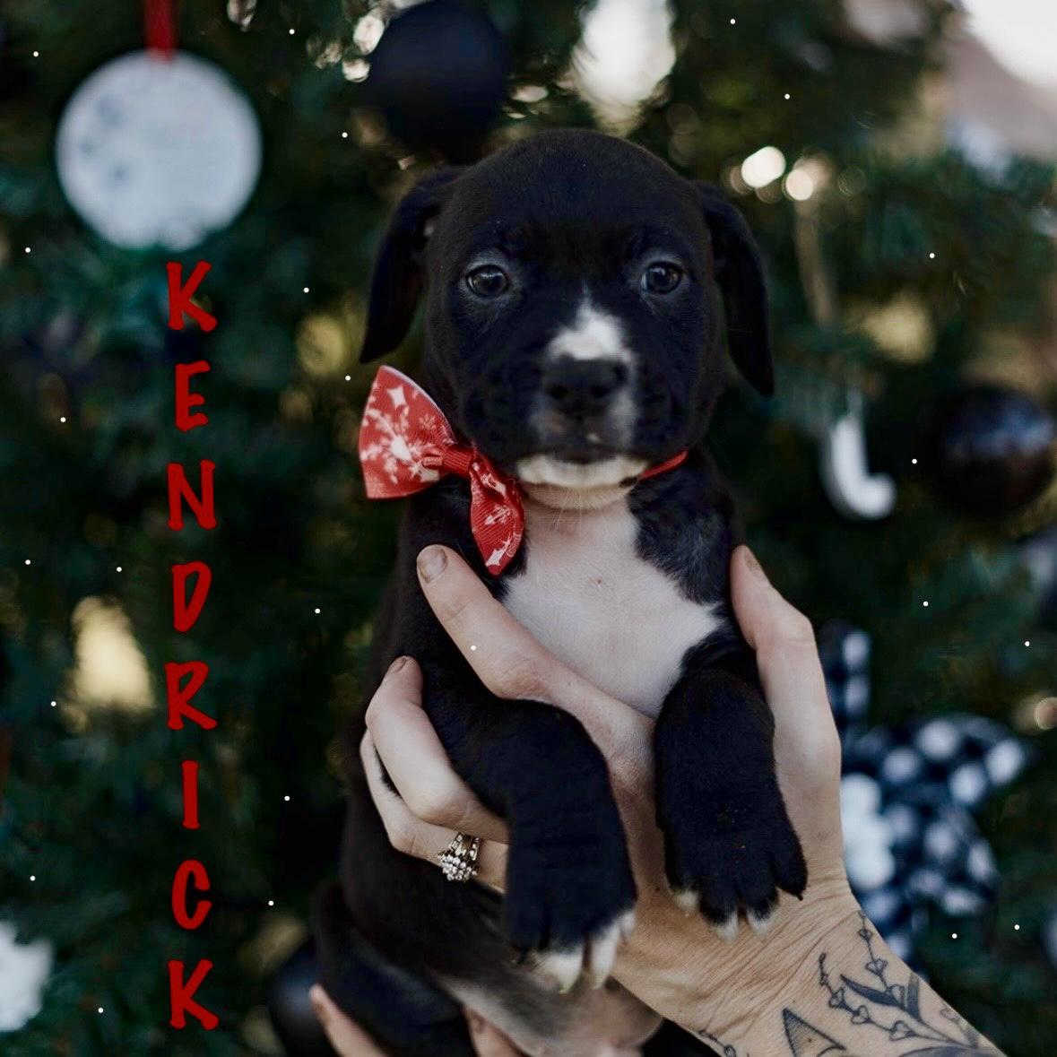 Kendrick, ADOPTABLE, Puppy Male American Staffordshire Terrier & Pit Bull Terrier.