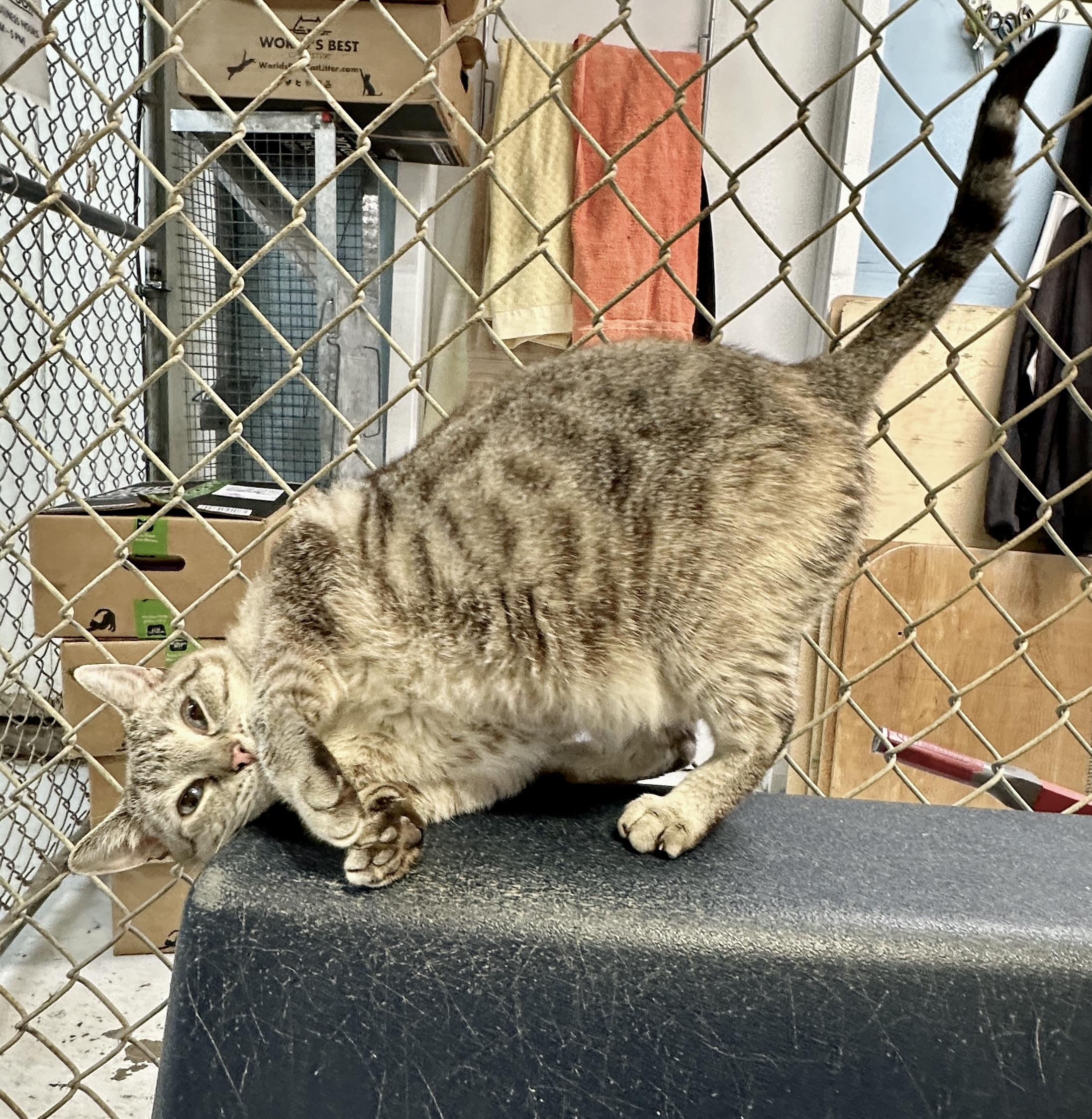 Bella, Adoptable, Adult Female Siamese.