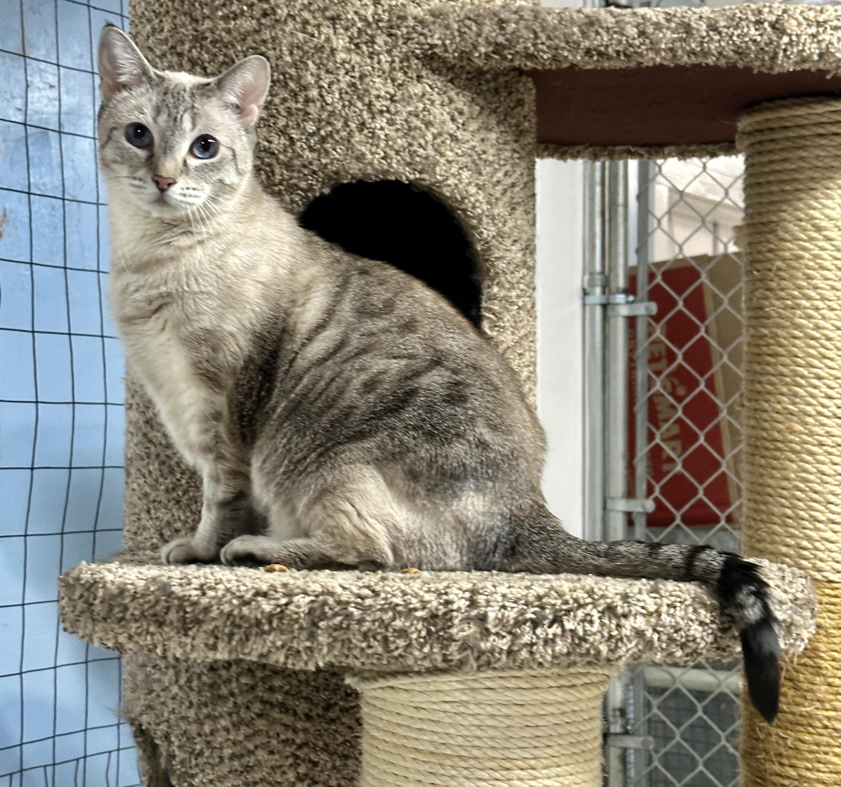 Bella, a Adoptable mixed breed in Anchorage, AK image 2/6