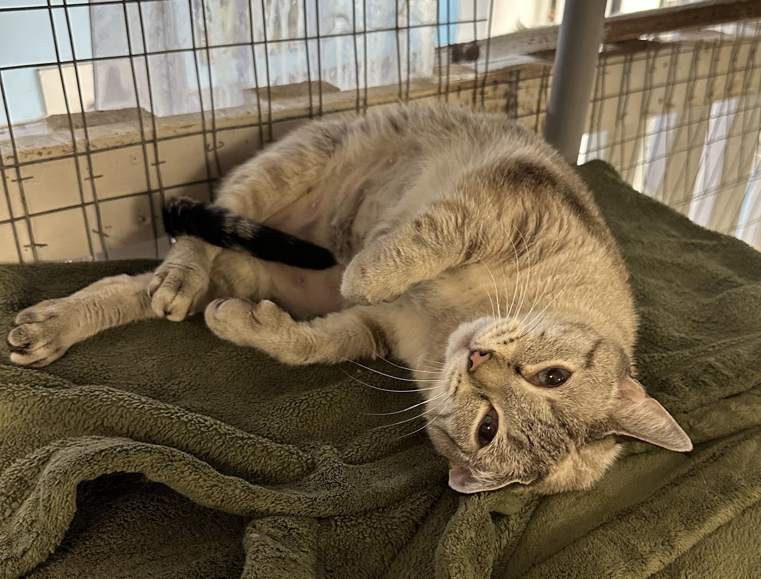 Bella, a Adoptable mixed breed in Anchorage, AK image 3/6