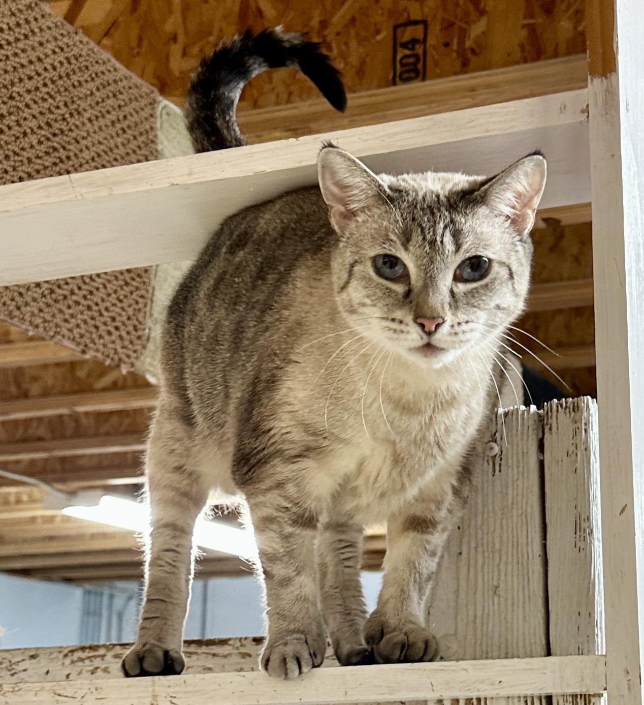 Bella, a Adoptable mixed breed in Anchorage, AK image 4/6