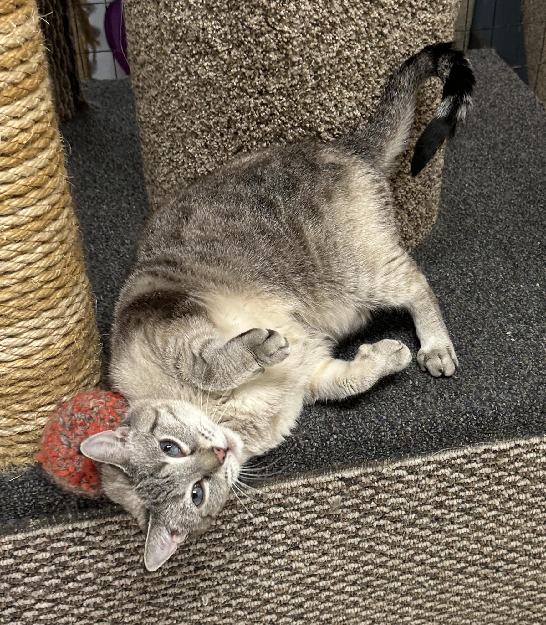 Bella, a Adoptable mixed breed in Anchorage, AK image 5/6