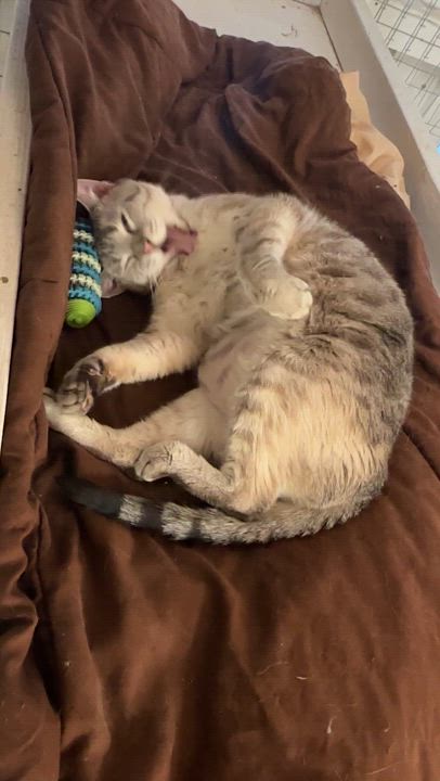 Enlarge Bella, a Adoptable mixed breed in Anchorage, AK video 6/6