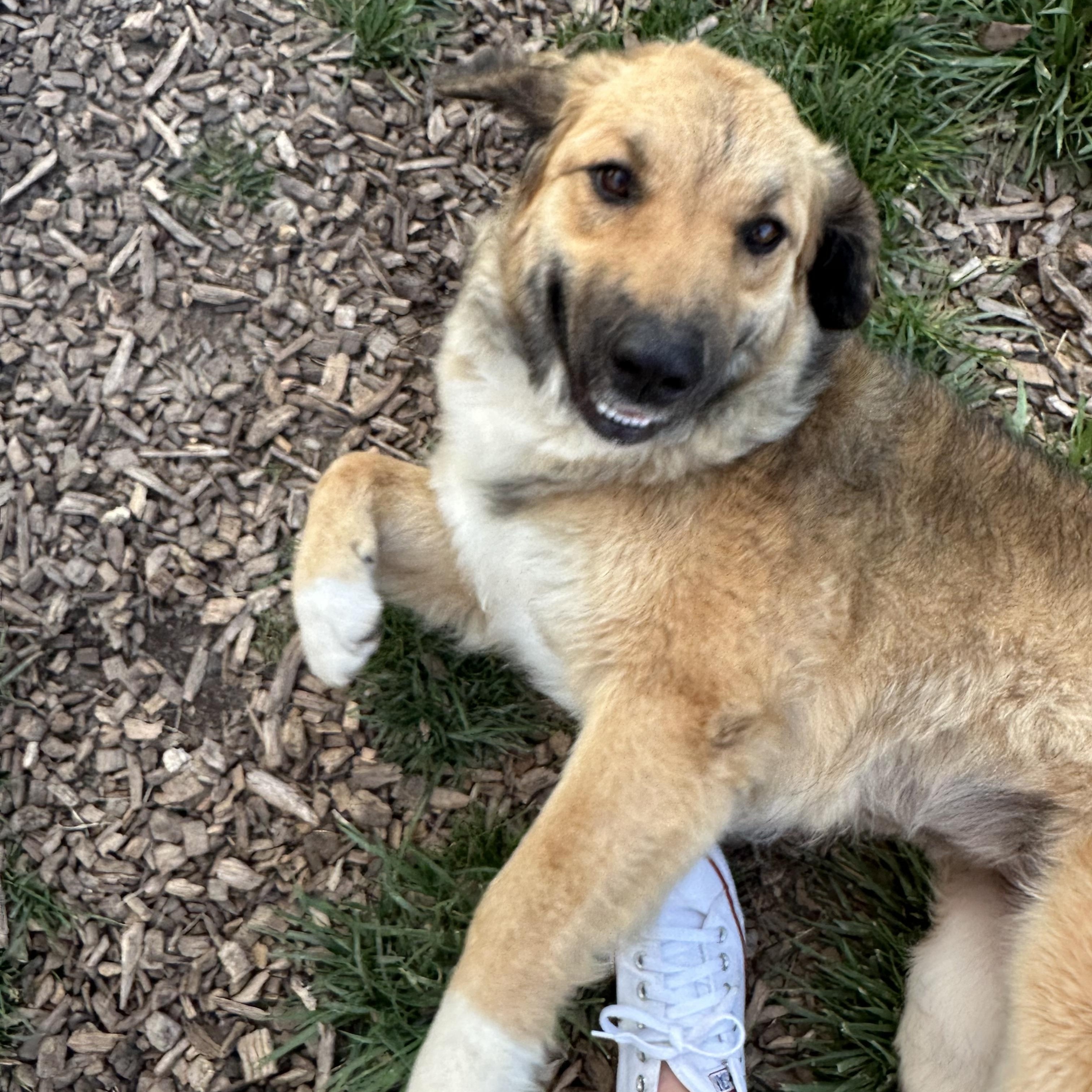 Sadie, an adopted mixed breed in Pacific, MO image 3/5