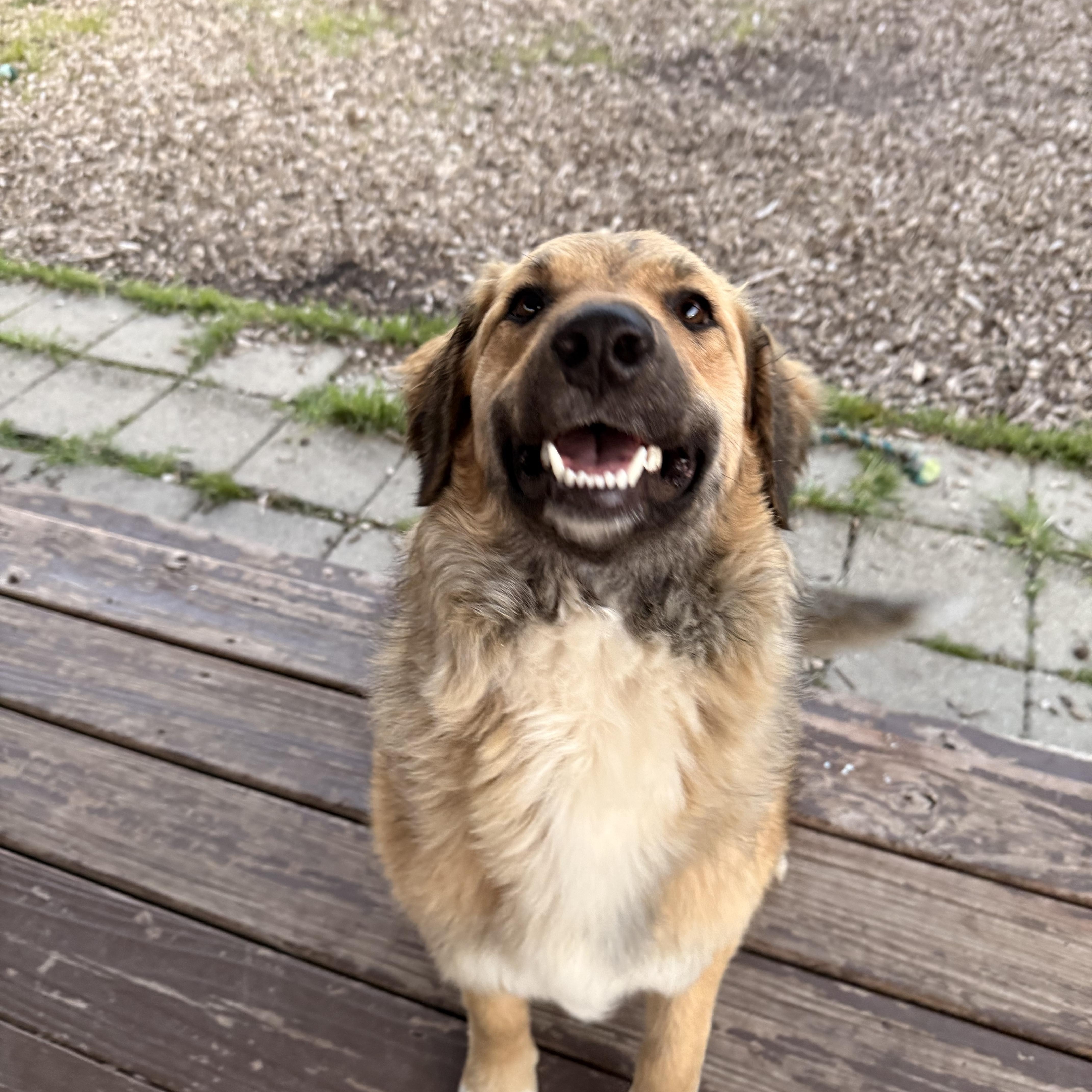 Sadie, an adopted mixed breed in Pacific, MO image 4/5